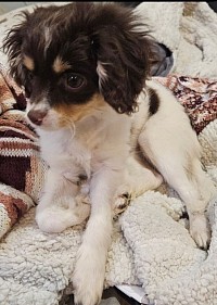 Penny Cavapoo Shihpoo