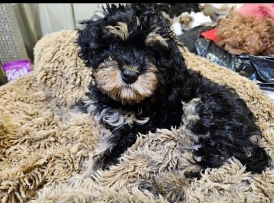 Cavapoo F2 Boston Litter 3