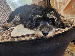 CAVAPOO BOSTON AVAILABLE