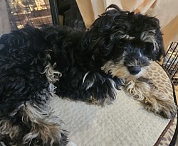 CAVAPOO BOSTON AVAILABLE