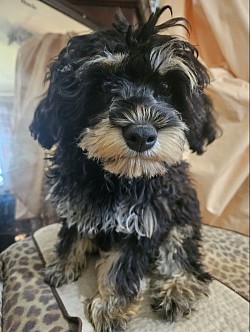 BOSTON CAVAPOO  Available