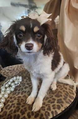 PENNY CAVAPOO SHIHPOO CKC UNAVAILABLE