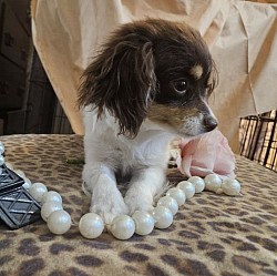 PENNY CAVAPOO SHIHPOO CKC AVAILABLE