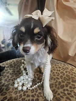 PENNY CAVAPOO SHIHPOO CKC AVAILABLE