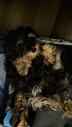 CAVAPOO BOSTON AVAILABLE