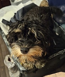 BOSTON CAVAPOO  Available