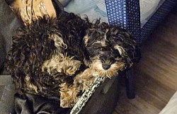 CAVAPOO BOSTON AVAILABLE