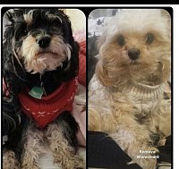 Cavaooo F1 6lbs Dam tp Boston