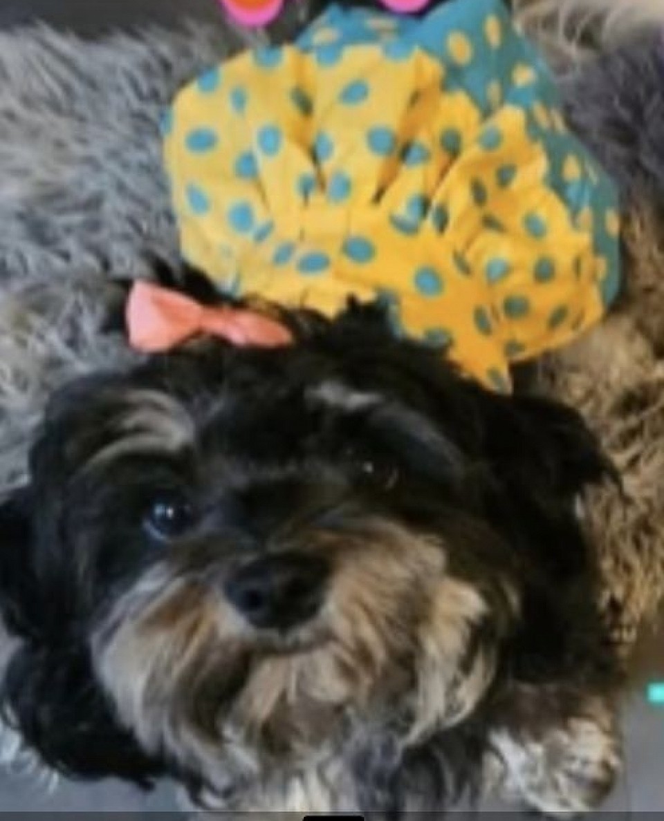 Dam Shihpoo F1B Cavapoo Ckc Toy Poodle