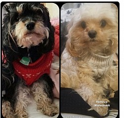 MADDIE AND GABRIEL CAVAPOO F2 Sire and Dam