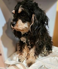 DAM Jersey 6lb Toy Tea cup sizes LITTER READY JUNE 19 DAM
