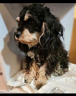 DAM Jersey CAVAPOO 6lb