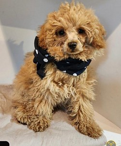 Toy Poodle 6lbs Tea cup sizes Sire Litter ready June 19