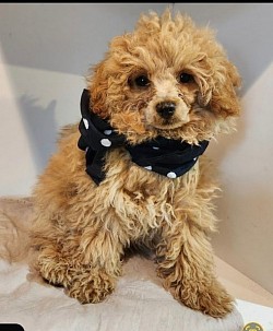 Toy Poodle 6lbs