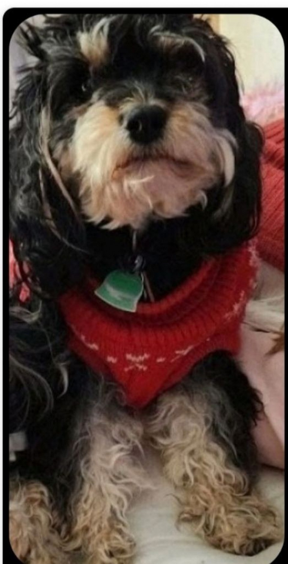 Cavapoo F1 20lbs BOSTON 11/2/25