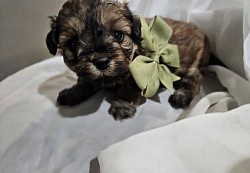 Cavapoo Shihpoo Toy Poodle CKC  GEORGIE SMART PARENTS