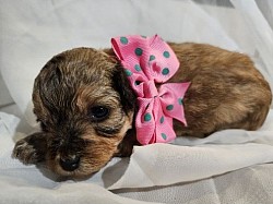 CAVAPOO SHIHPOO TOY POODLE CKC Georia