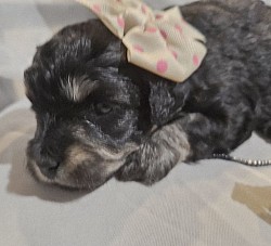 ATLANTA Cavapoo Toy sizes