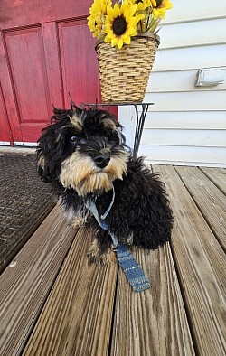 BOSTON CAVAPOO  Available
