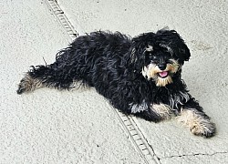 Boston about 8lbs lots of joy trained