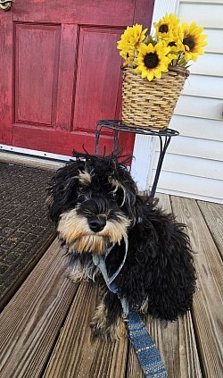 CAVAPOO READY NOV 11, 2025