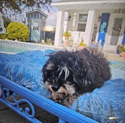 CAVAPOO MUCH JOY ENTERGY & TRAINED