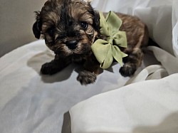 GEORGIE