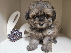 UNNAVAILABLE Cavapoo Shihpoo F1B CKC  GEORGIE