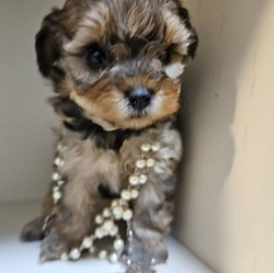 CAVAPOO SHIHPOO TOY POODLE CKC Georgia