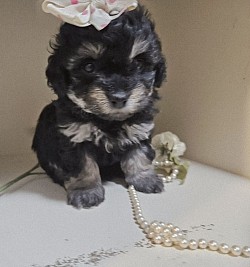 ATLANTA Cavapoo Toy sizes