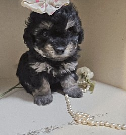 UNAVAILABLE ATLANTA Cavapoo SHIHPOO F1B Toy sizes