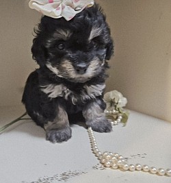UNAVAILABLE ATLANTA Cavapoo SHIHPOO F1B Toy sizes