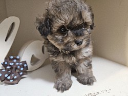 UNNAVAILABLE  GEORGIE