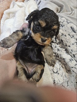 JOURNIE CAVAPOO F1B TOY SIZE