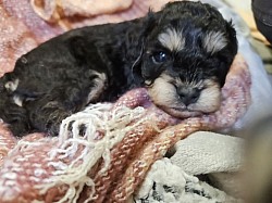 JAYLEE CAVAPOO F1B TOY
