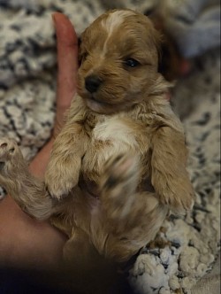 JAZZ MALE TOY CAVAPOO FB1 CKC
