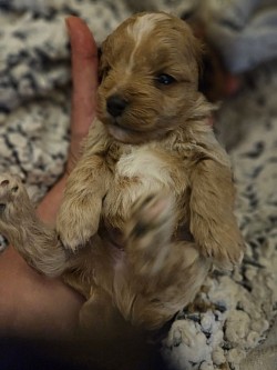 Litter2 JAZZ MALE TOY CAVAPOO FB1 CKC