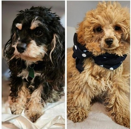 PARENTS CAVAPOO F1B BOTH 6LBS