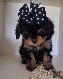 JOURNIE CAVAPOO F1B TOY SIZE