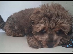 CAVAPOO F1B TOY