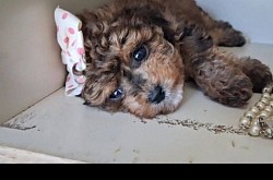 JANIE T-CUP CAVAPOO