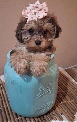 CAVAPOO SHIHPOO F1B CKC Georgia