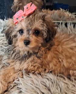 UNNAVAILABLE CAVAPOO SHIHPOO F1B CKC Georgia