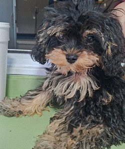 JOURNEY       T-CUP CAVAPOO