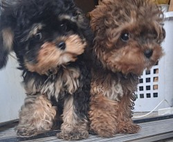 T cup CAVAPOOS females