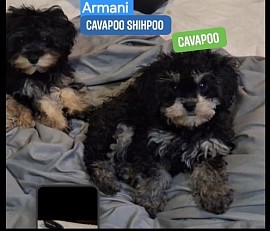 Two separate photos of the 2
