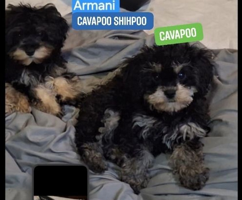 Photo of CAVAPOO and CAVAPOO SHIHPOO