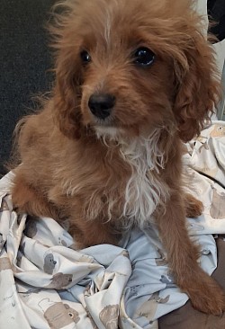 Gram Toy Cavapoo