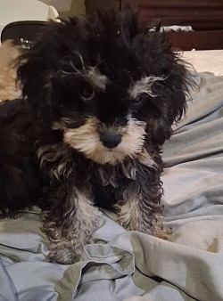 Jazz Toy Cavapoo