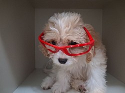 MADISON TOY CAVAPOO